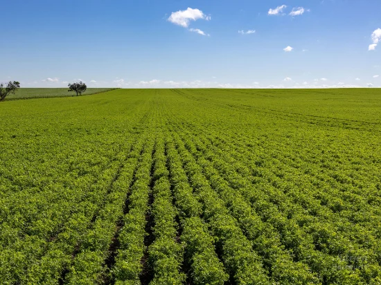 Lot 21 Boundary Road, Curramulka, SA 5580