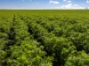 Lot 21 Boundary Road, Curramulka, SA 5580-Image