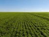 Lot 21 Boundary Road, Curramulka, SA 5580-Image