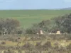 Lot 215 Schmaals Road, Angas Valley, SA 5238-Image