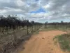Lot 24 Tarcoola Street, Renmark West SA 5341-Image