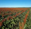 Lot 319 Bruce Highway, Wangaratta, Qld 4806-Image
