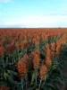 Lot 319 Bruce Highway, Wangaratta, Qld 4806-Image