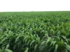 Lot 319 Bruce Highway, Wangaratta, Qld 4806-Image