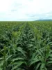Lot 319 Bruce Highway, Wangaratta, Qld 4806-Image