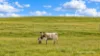 Lot 404 Red Gully Road, Mindarra, WA 6503