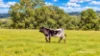 Lot 404 Red Gully Road, Mindarra, WA 6503-Image
