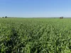 Lot 409 Church Road, Thomas Plain, SA 5554-Image