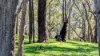 Lot 52 & 53 Cowalla Road, Cowalla, Gingin, WA 6503-Image