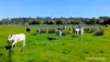 Lot 52 & 53 Cowalla Road, Cowalla, Gingin, WA 6503-Image