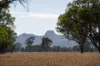 Lot 61 Rodgers Road, Gerogery, NSW 2642-Image