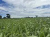 Lot 65 Elerslea Lane, Condamine, Qld 4416-Image