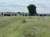 Lot 65 Elerslea Lane, Condamine, Qld 4416-Image