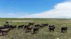 Lot 65 Elerslea Lane, Condamine, Qld 4416-Image