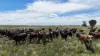 Lot 65 Elerslea Lane, Condamine, Qld 4416-Image
