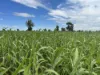 Lot 65 Elerslea Lane, Condamine, Qld 4416-Image