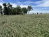 Lot 65 Elerslea Lane, Condamine, Qld 4416-Image