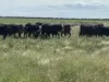 Lot 65 Elerslea Lane, Condamine, Qld 4416-Image