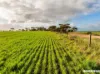 Lot 7  Lower Templeton Road, Mount Templeton, SA 5461-Image