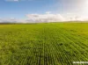 Lot 7  Lower Templeton Road, Mount Templeton, SA 5461-Image