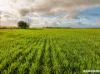 Lot 7  Lower Templeton Road, Mount Templeton, SA 5461-Image