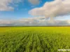 Lot 7  Lower Templeton Road, Mount Templeton, SA 5461-Image