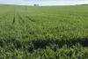 Lot 9683 Walkaway-Nangetty Road, Ellendale, WA 6532-Image