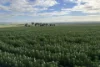 Lot 9683 Walkaway-Nangetty Road, Ellendale, WA 6532-Image