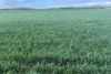 Lot 9683 Walkaway-Nangetty Road, Ellendale, WA 6532-Image