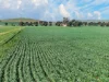'Lucerne Park', Booborowie SA 5417-Image