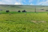 'Lucerne Park', Booborowie SA 5417-Image