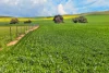 'Lucerne Park', Booborowie SA 5417-Image