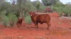 * MAUREEN JOY STATION, Yantabulla, NSW 2840-Image