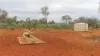 * MAUREEN JOY STATION, Yantabulla, NSW 2840-Image