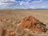 . McRoberts Road, Tenindewa, WA 6632-Image