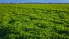 Mid Western HWY Via, Forbes, NSW 2871-Image