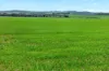 'Milde's' Keller Road, Point Pass SA 5374-Image