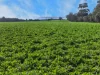 'Moores' Moores Road, Auburn SA 5451-Image