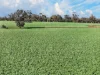'Moores' Moores Road, Auburn SA 5451-Image