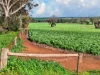 'Moores' Moores Road, Auburn SA 5451-Image