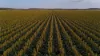 "Mullers Flat"/2022 Oakey Pittsworth Road, Aubigny QLD 4401-Image
