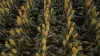 "Mullers Flat"/2022 Oakey Pittsworth Road, Aubigny QLD 4401-Image