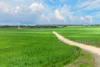 'Mungala' Murdinga-Murlong Road, Murlong, SA 5642-Image