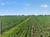 'Murrays' Myrtle Road, Eudunda SA 5374-Image