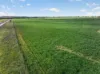 'Murrays' Myrtle Road, Eudunda SA 5374-Image