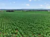 'Murrays' Myrtle Road, Eudunda SA 5374-Image