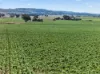 'Murrays' Myrtle Road, Eudunda SA 5374-Image