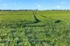 'Murrumbeena' Murrumbeena Road, Hart SA 5464-Image