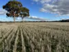 'New Land' Nulla Nulla South Road, South Yilgarn, WA 6426