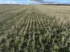 'New Land' Nulla Nulla South Road, South Yilgarn, WA 6426-Image